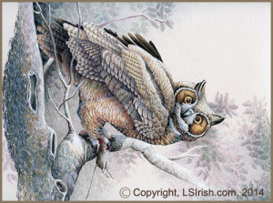 colored pencil Horned Owl project