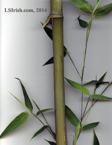 bamboo walking sticks