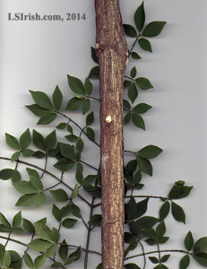 Burning Bush branches for cane carving