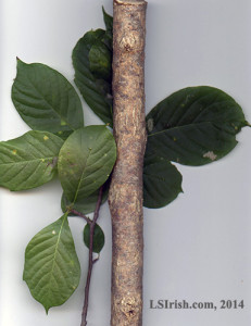 elm wood carving walking stick wood