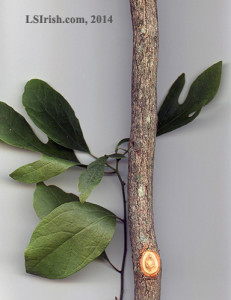 sassafras fro wood carving walking sticks