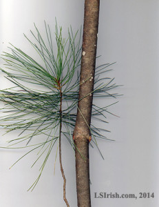 White Pine Walking Stick Wood Carving